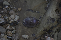 Pseudozonaria arabicula