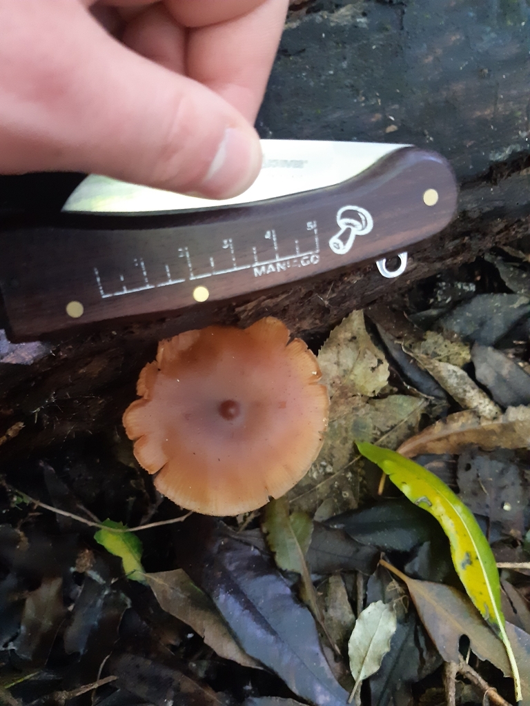 Galerina patagonica · April 2025 · photo: © georgecox (iNaturalist, cc0)