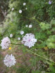 Astrantia trifida