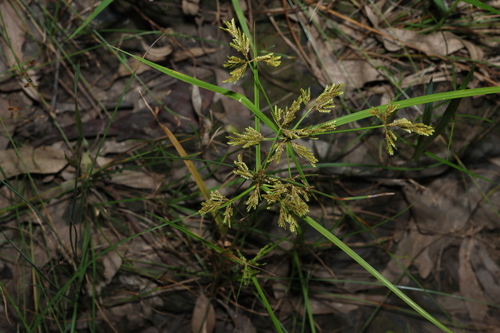Image of Cyperus iria by (c) Greg Tasney, some rights reserved (CC BY-SA)