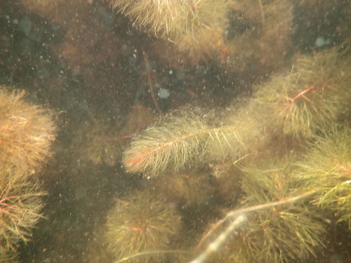Image of Myriophyllum farwellii by no rights reserved
