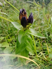 Gentiana dschungarica