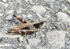 Chloealtis conspersa