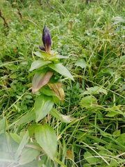 Gentiana dschungarica