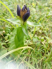 Gentiana dschungarica