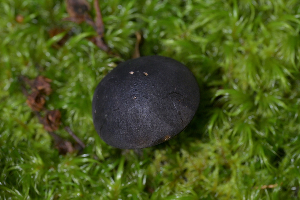 Tylopilus formosus · April 2025 · photo: © christopherstephens (iNaturalist, cc-by)