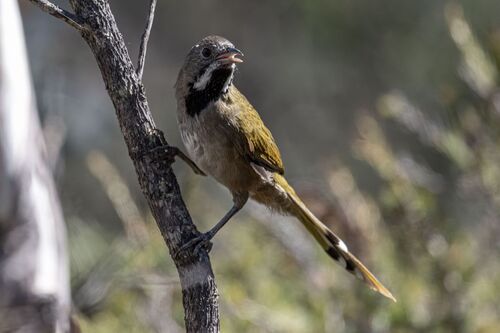 Western Whipbird (Psophodes nigrogularis), photo 3