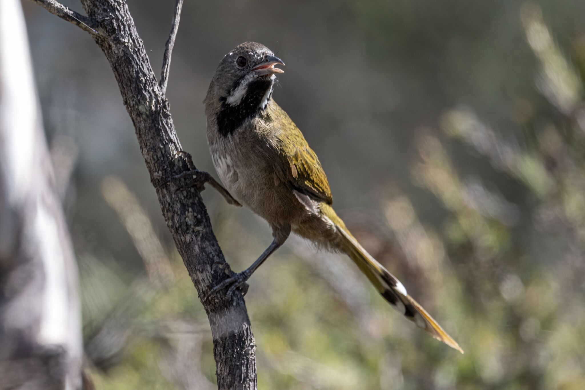 Western Whipbird (Psophodes nigrogularis), photo 3