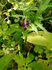 Gentiana dschungarica