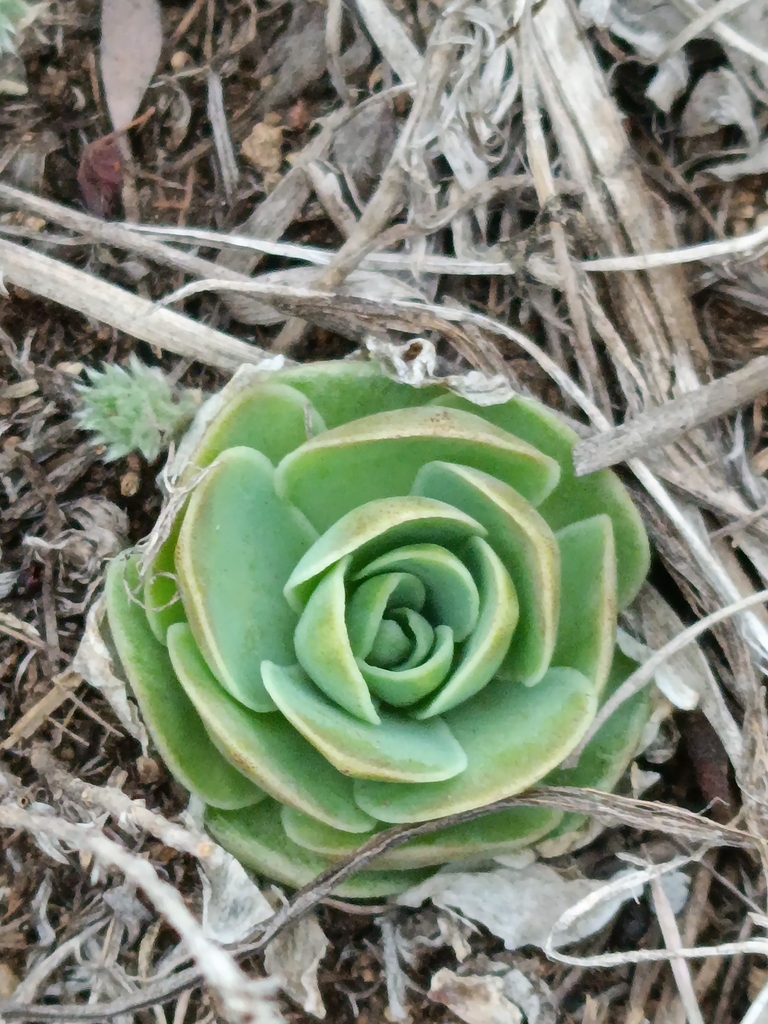 Foto de Orostachys malacophylla
