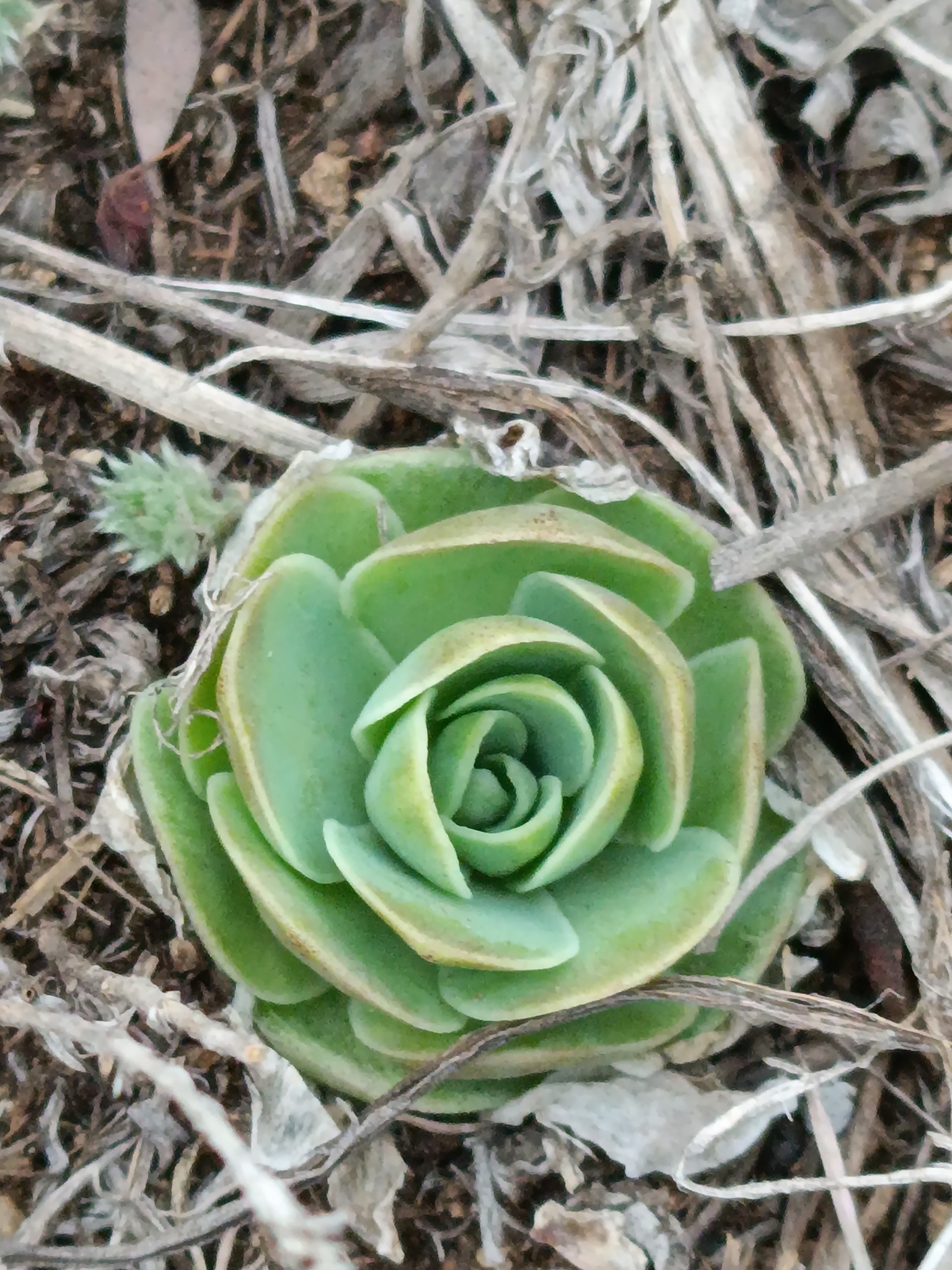 Imagem de Orostachys malacophylla não possui um nome popular amplamente reconhecido no Brasil
