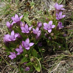 Gentianella anisodonta