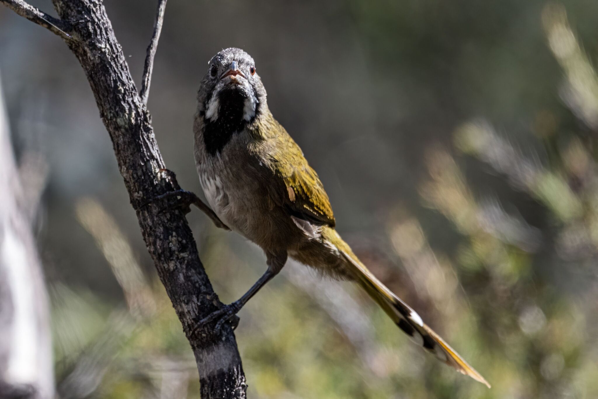 Western Whipbird (Psophodes nigrogularis), photo 4