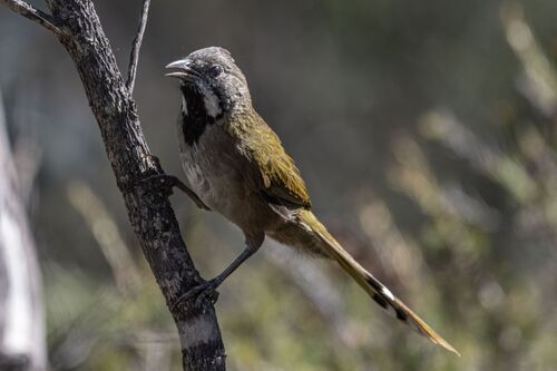 Western Whipbird (Psophodes nigrogularis), photo 7