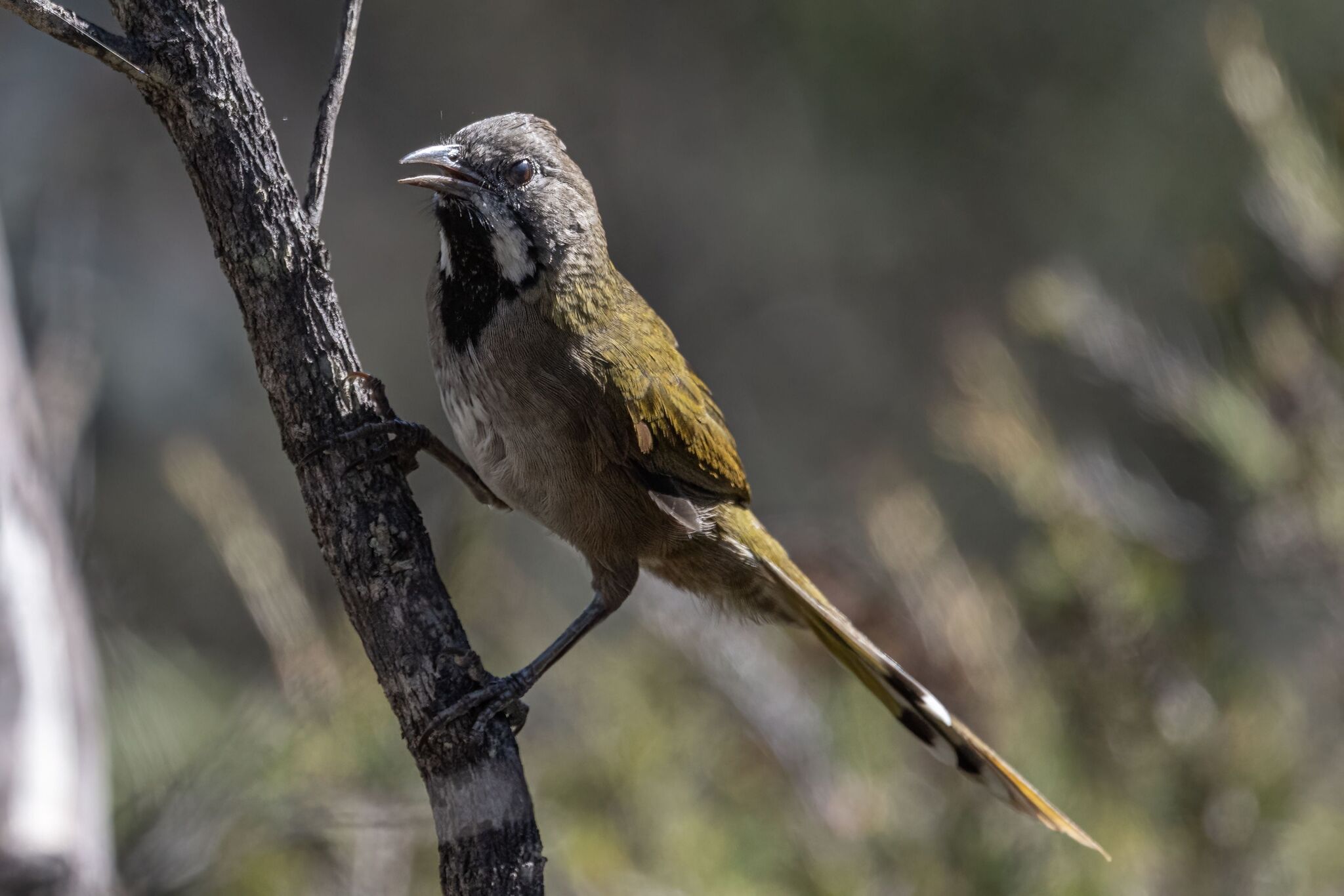 Western Whipbird (Psophodes nigrogularis), photo 8