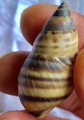Drymaeus poecilus