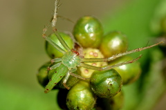 Oxytate subvirens