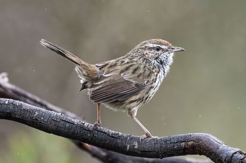 Western Fieldwren (Calamanthus montanellus)