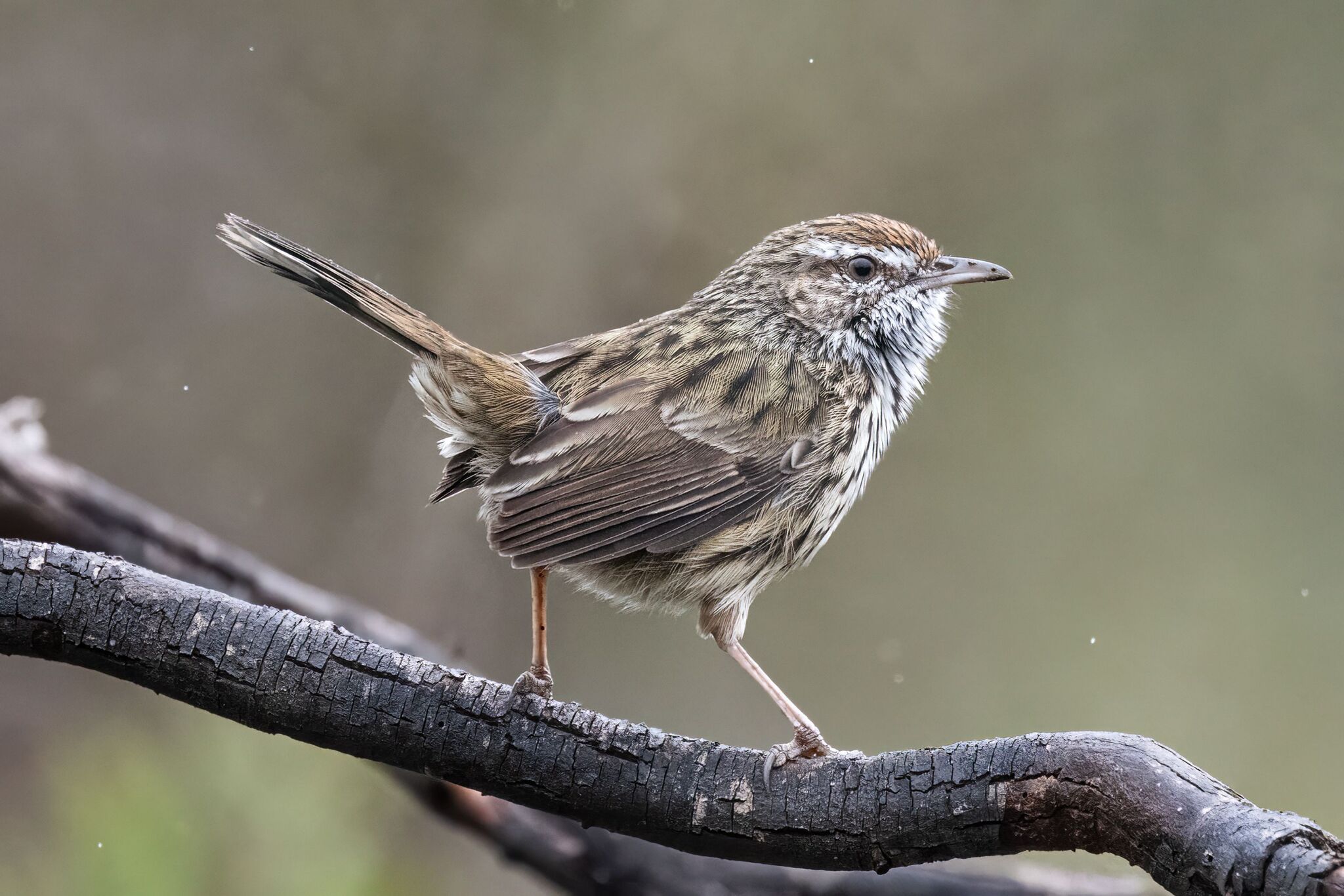 Western Fieldwren (Calamanthus montanellus), photo 1