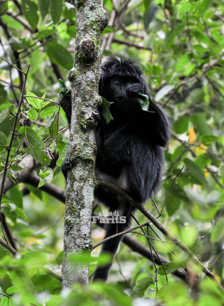 West Javan Ebony Langur