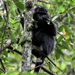 West Javan Langur - Photo (c) Farits Alhadi, some rights reserved (CC BY-NC), uploaded by Farits Alhadi