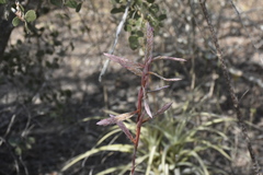 Tillandsia latifolia