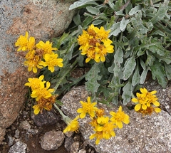 Jacobaea carniolica
