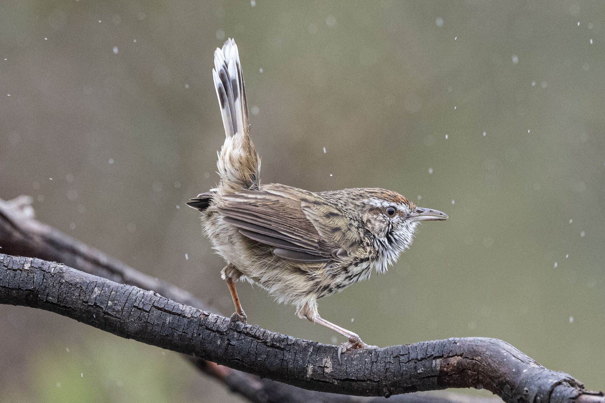 Western Fieldwren (Calamanthus montanellus), photo 2