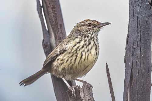 Western Fieldwren (Calamanthus montanellus), photo 7