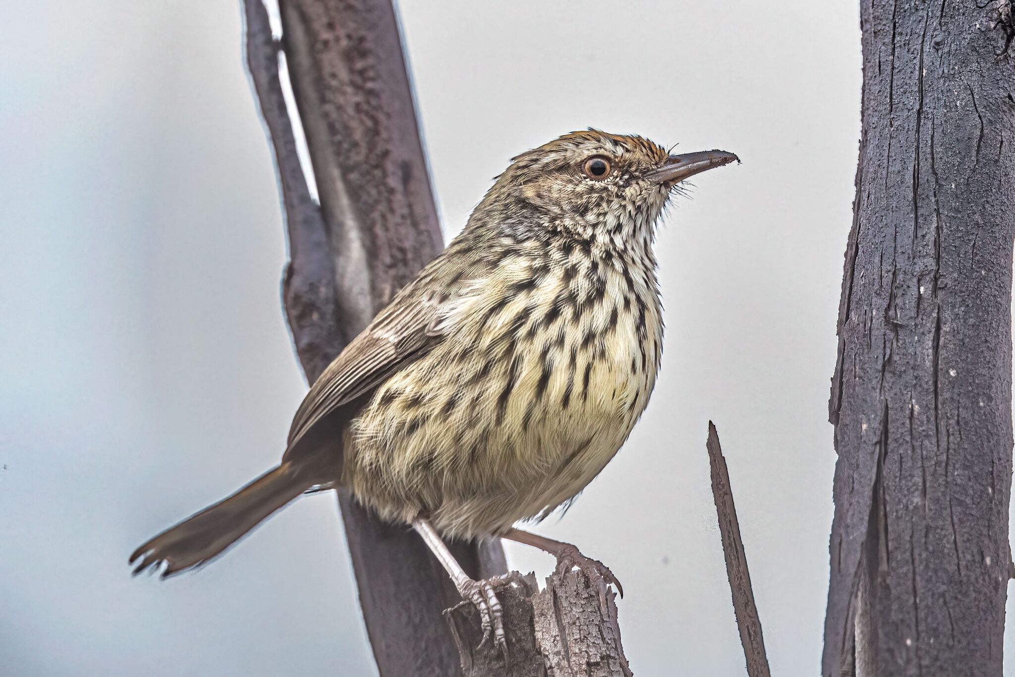 Western Fieldwren (Calamanthus montanellus), photo 3