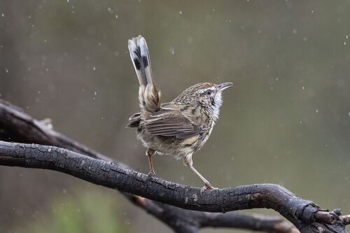 Western Fieldwren (Calamanthus montanellus), photo 8