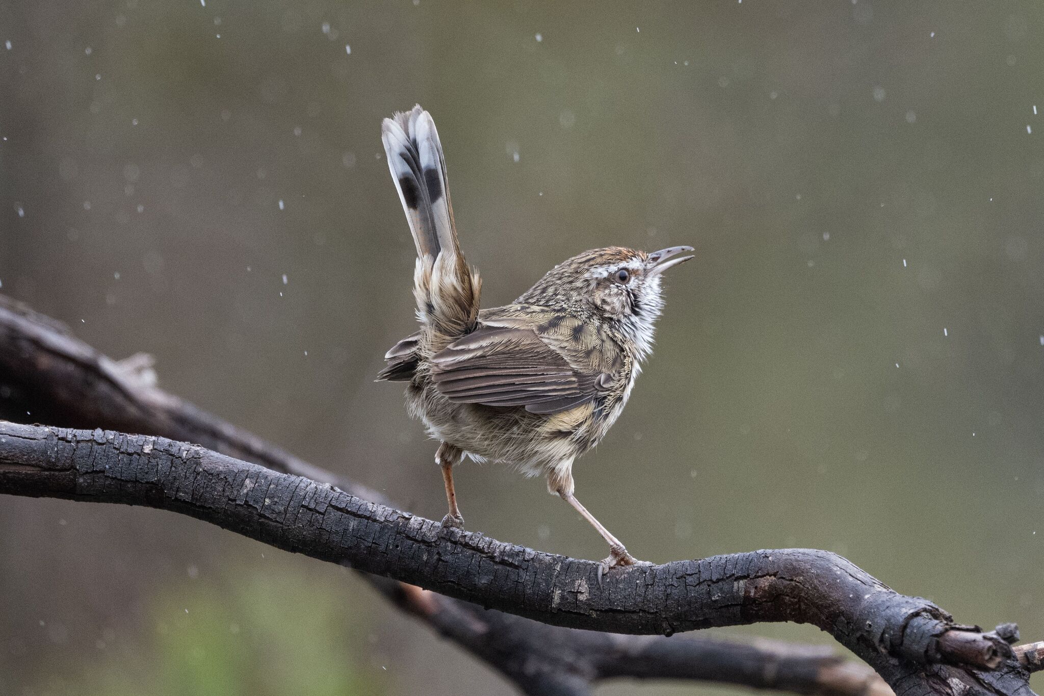 Western Fieldwren (Calamanthus montanellus), photo 4