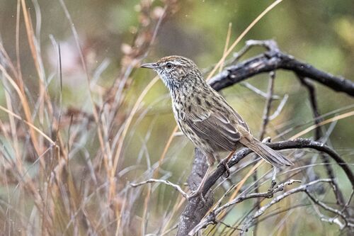 Western Fieldwren (Calamanthus montanellus), photo 9
