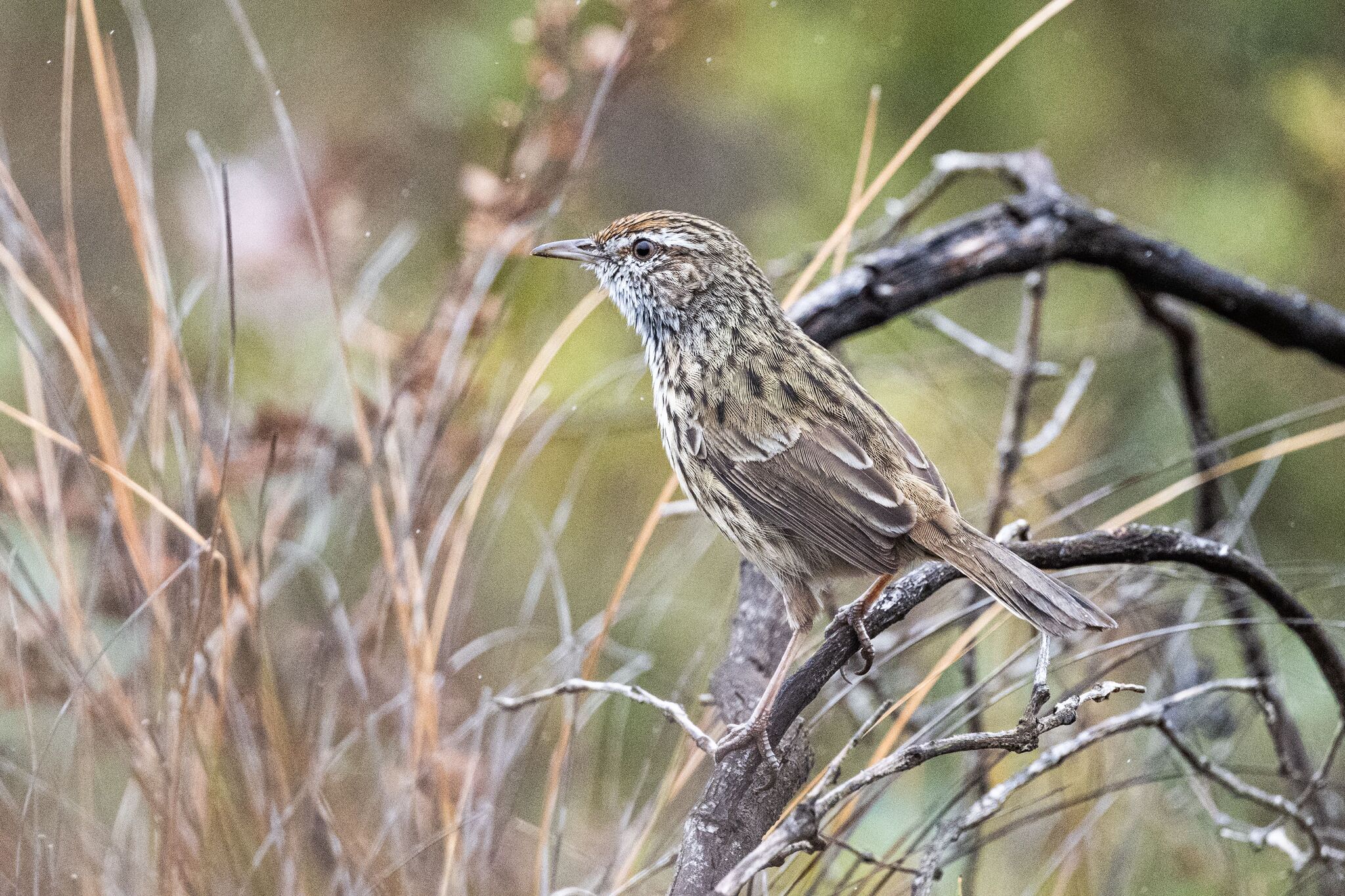 Western Fieldwren (Calamanthus montanellus), photo 5