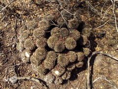 Mammillaria karwinskiana karwinskiana