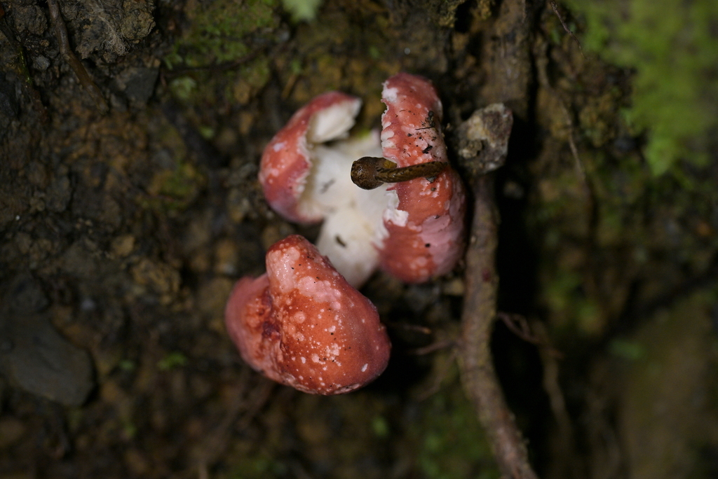 Russula kermesina · April 2025 · photo: © christopherstephens (iNaturalist, cc-by)