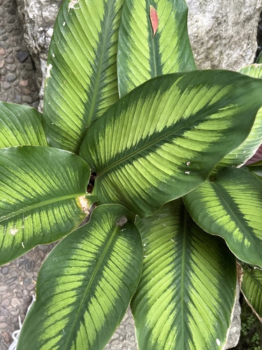 Foto de Maranta-zebrada