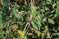Myioborus melanocephalus