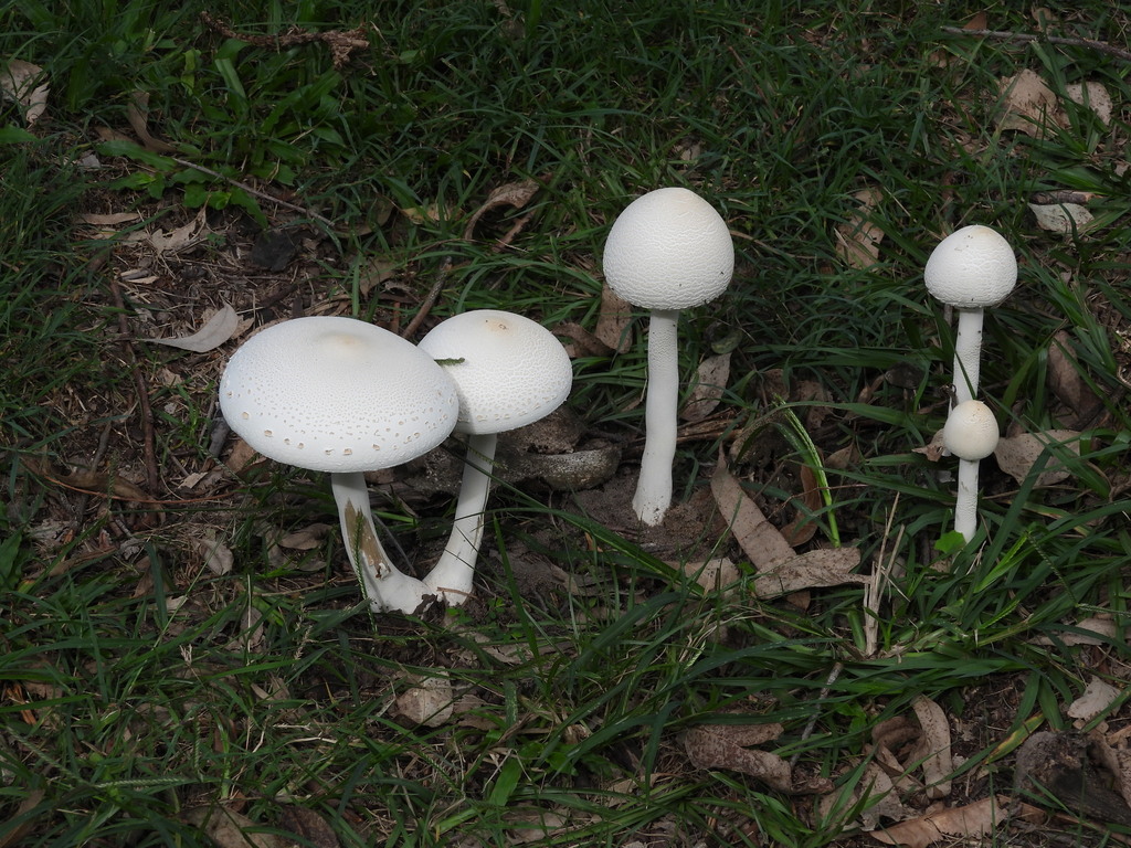 Macrolepiota dolichaula · April 2025 · photo: © hatwise (iNaturalist, cc-by)