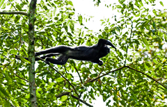 Trachypithecus mauritius
