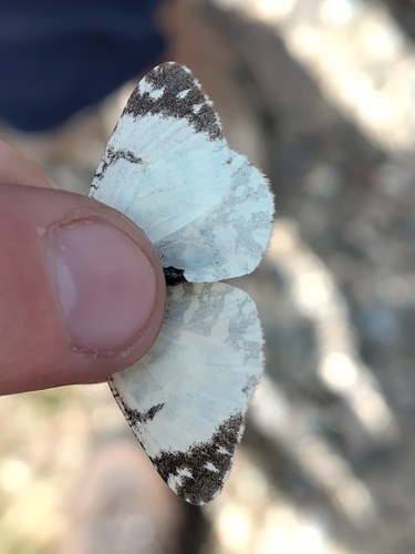 Corsican Dappled White