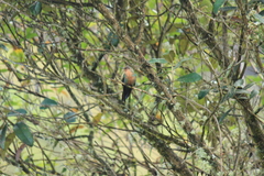 Pterophanes cyanopterus