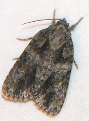 Acronicta increta