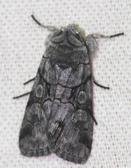 Sympistis chionanthi