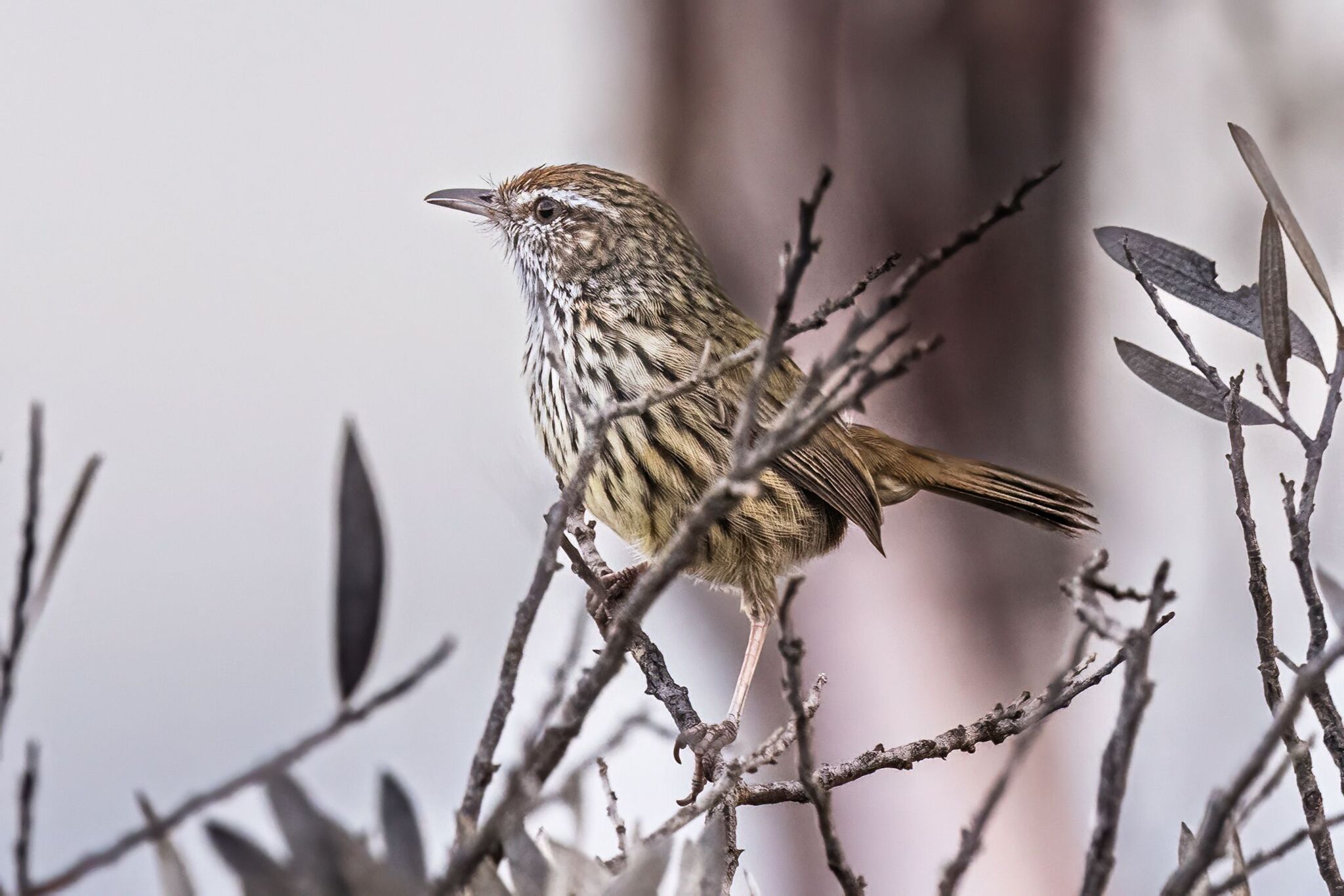 Western Fieldwren (Calamanthus montanellus), photo 6