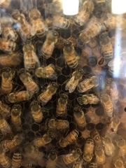 Apis mellifera