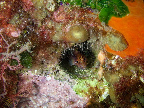 Longstriped Blenny, Île Calseraigne, Marseille, France, photo 10 of 10