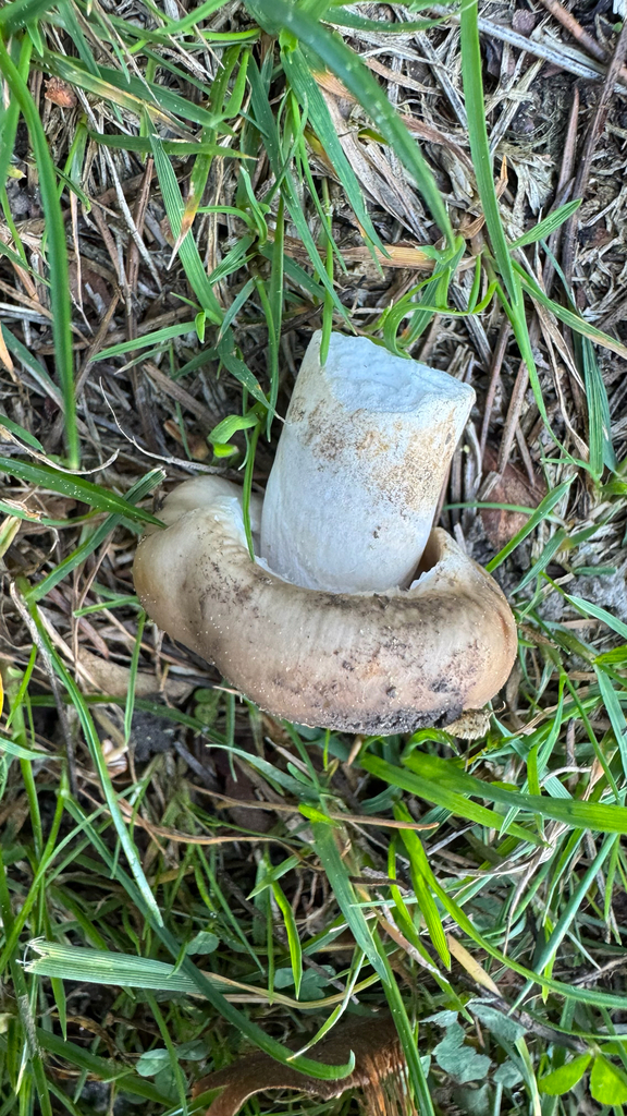 Russula amoenolens · April 2025 · photo: © frankashwood (iNaturalist, cc-by)