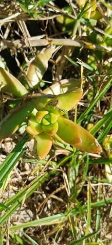 Foto de Sedum rubrotinctum