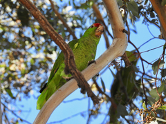 Amazona viridigenalis